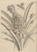 Dissertation on the generation and metamorphoses of insects from Suriname Pl01 - Maria Sibylla Merian — artwork view