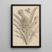 Dissertation on the generation and metamorphoses of insects from Suriname Pl01 - Maria Sibylla Merian — framed artwork on a wall