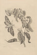 Dissertation on the generation and metamorphoses of insects from Suriname Pl03 - Maria Sibylla Merian — artwork view