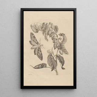 Maria Sibylla Merian - Dissertatio de generatione et metamorphosibus insectorum surinamensium Pl03.webp