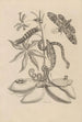 Dissertation on the generation and metamorphoses of insects from Suriname Pl05 - Maria Sibylla Merian — artwork view