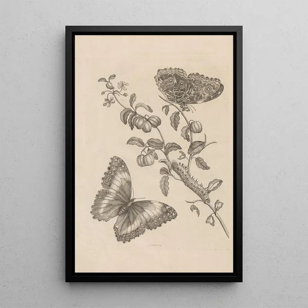 Maria Sibylla Merian - Dissertatio de generatione et metamorphosibus insectorum surinamensium Pl07.webp