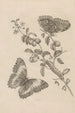Dissertation sur la génération et les métamorphoses des insectes du Surinam Pl07 - Maria Sibylla Merian — artwork view