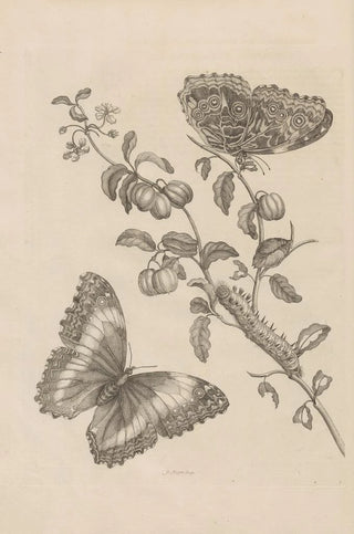 Maria Sibylla Merian - Dissertatio de generatione et metamorphosibus insectorum surinamensium Pl07.webp