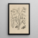 Dissertation on the generation and metamorphoses of insects from Suriname Pl08 - Maria Sibylla Merian — framed artwork on a wall