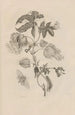 Dissertation sur la génération et les métamorphoses des insectes du Surinam Pl10 - Maria Sibylla Merian — artwork view