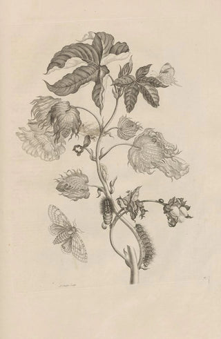 Maria Sibylla Merian - Dissertatio de generatione et metamorphosibus insectorum surinamensium Pl10.webp