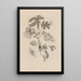 Dissertation sur la génération et les métamorphoses des insectes du Surinam Pl10 - Maria Sibylla Merian — framed artwork on a wall