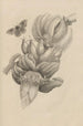 Dissertation sur la génération et les métamorphoses des insectes du Surinam Pl12 - Maria Sibylla Merian — artwork view