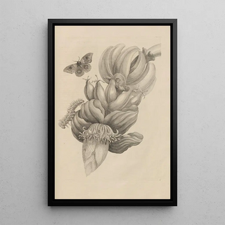 Maria Sibylla Merian - Dissertatio de generatione et metamorphosibus insectorum surinamensium Pl12.webp