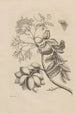 Dissertation on the generation and metamorphoses of insects from Suriname Pl13 - Maria Sibylla Merian — artwork view