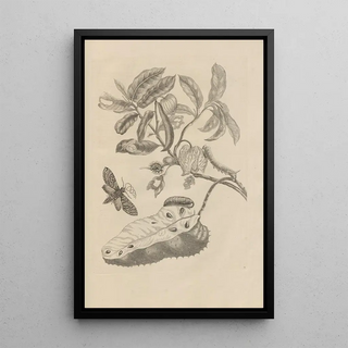 Maria Sibylla Merian - Dissertatio de generatione et metamorphosibus insectorum surinamensium Pl14.webp