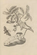 Dissertation on the generation and metamorphoses of insects from Suriname Pl14 - Maria Sibylla Merian — artwork view
