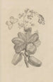 Dissertation on the generation and metamorphoses of insects from Suriname Pl16 - Maria Sibylla Merian — artwork view