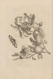 Dissertation sur la génération et les métamorphoses des insectes du Surinam Pl19 - Maria Sibylla Merian — artwork view