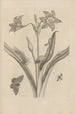 Dissertation on the generation and metamorphoses of insects from Suriname Pl22 - Maria Sibylla Merian — artwork view