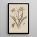 Dissertation on the generation and metamorphoses of insects from Suriname Pl22 - Maria Sibylla Merian — framed artwork on a wall