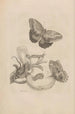 Dissertation sur la génération et les métamorphoses des insectes du Surinam Pl23 - Maria Sibylla Merian — artwork view