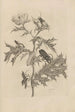 Dissertation sur la génération et les métamorphoses des insectes du Surinam Pl24 - Maria Sibylla Merian — artwork view