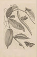 Dissertation sur la génération et les métamorphoses des insectes du Surinam Pl25 - Maria Sibylla Merian — artwork view