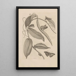 Maria Sibylla Merian - Dissertatio de generatione et metamorphosibus insectorum surinamensium Pl25.webp