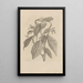 Dissertation on the generation and metamorphoses of insects from Suriname Pl26 - Maria Sibylla Merian — framed artwork on a wall