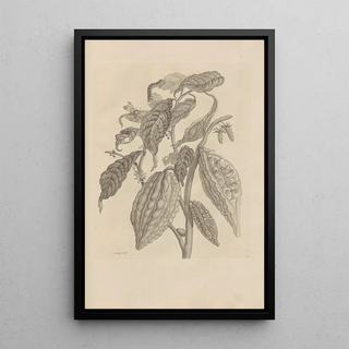 Maria Sibylla Merian - Dissertatio de generatione et metamorphosibus insectorum surinamensium Pl26.webp