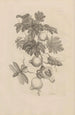 Dissertation on the generation and metamorphoses of insects from Suriname Pl27 - Maria Sibylla Merian — artwork view