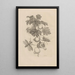 Dissertation on the generation and metamorphoses of insects from Suriname Pl27 - Maria Sibylla Merian — framed artwork on a wall