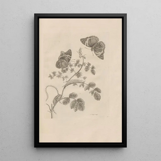 Maria Sibylla Merian - Dissertatio de generatione et metamorphosibus insectorum surinamensium Pl32.webp