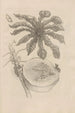 Dissertatio on the generation and metamorphosis of Surinamese insects on Pl. 40 - Maria Sibylla Merian — artwork view