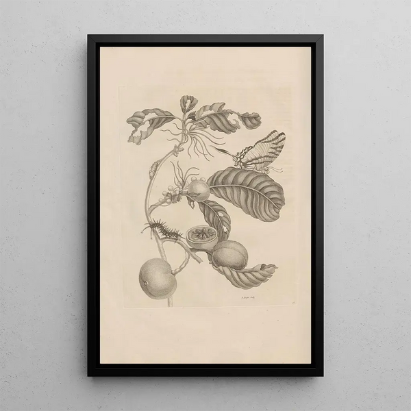 Maria Sibylla Merian - Dissertatio de generatione et metamorphosibus insectorum surinamensium Pl43.webp
