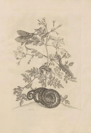 Maria Sibylla Merian - Dissertatio de generatione et metamorphosibus insectorum surinamensium Pl46.webp