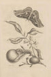 Dissertatio de generatione et metamorphoses des insectes surinamens Pl52 - Maria Sibylla Merian — artwork view