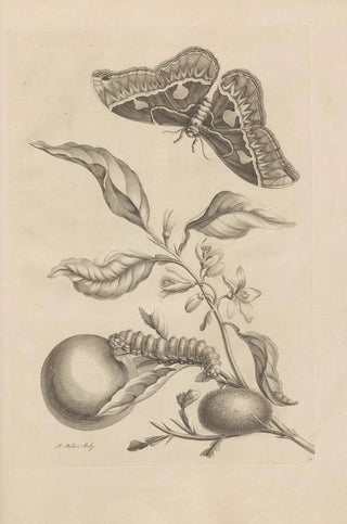Maria Sibylla Merian - Dissertatio de generatione et metamorphosibus insectorum surinamensium Pl52.webp