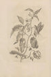 Dissertatio de generación y metamorfosis de los insectos surinameses Pl55 - Maria Sibylla Merian — vista de la obra
