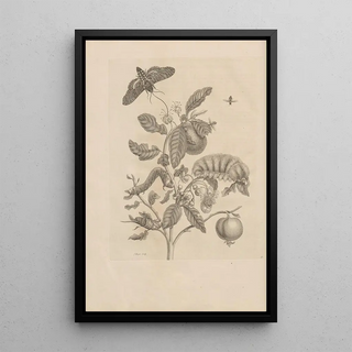 Maria Sibylla Merian - Dissertatio de generatione et metamorphosibus insectorum surinamensium Pl57.webp