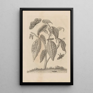 Maria Sibylla Merian - Dissertatio de generatione et metamorphosibus insectorum surinamensium Pl63.webp