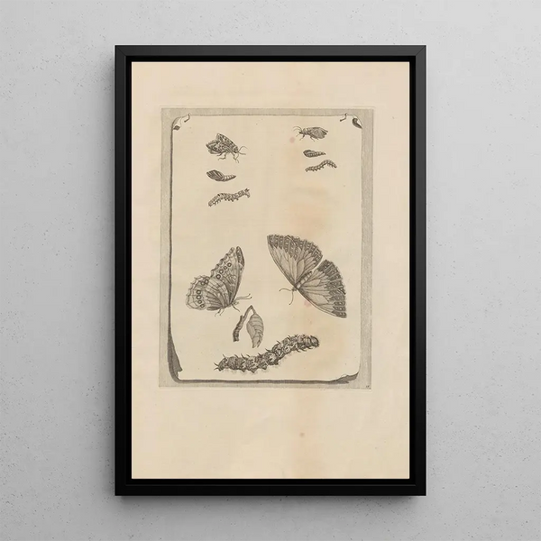 Dissertatio de generatione et metamorphoses des insectes surinamens Pl68 - Maria Sibylla Merian — framed artwork on a wall