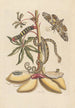 Dissertation sur la génération et les transformations des insectes de Surinam Pl07 - Maria Sibylla Merian — artwork view