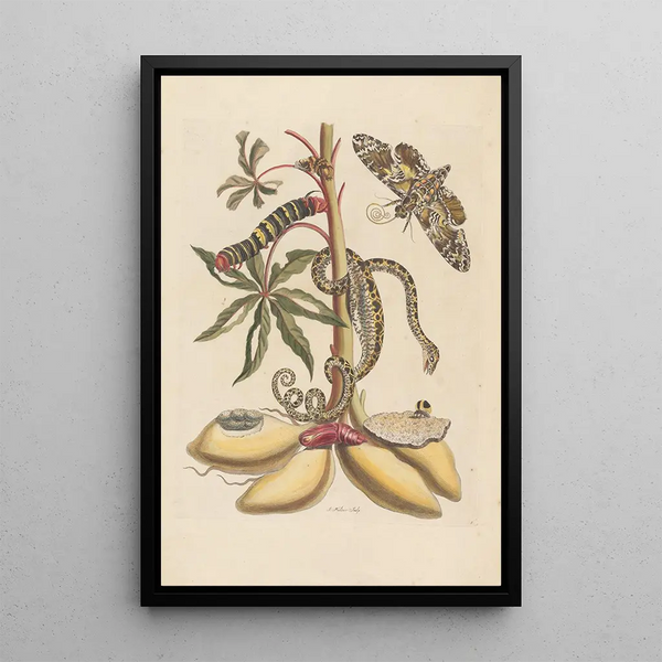 Disertación sobre la generación y las transformaciones de los insectos de Surinam Pl07 - Maria Sibylla Merian — cuadro enmarcado en la pared