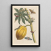 Dissertation sur la génération et les transformations des insectes de Surinam Pl09 - Maria Sibylla Merian — framed artwork on a wall