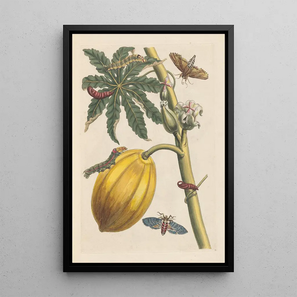 Disertación sobre la generación y las transformaciones de los insectos de Surinam Pl09 - Maria Sibylla Merian — cuadro enmarcado en la pared