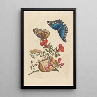 Maria Sibylla Merian - Dissertation sur la generation et les transformations des insectes de Surinam Pl10.webp