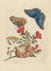 Disertación sobre la generación y las transformaciones de los insectos de Surinam Pl10 - Maria Sibylla Merian — vista de la obra