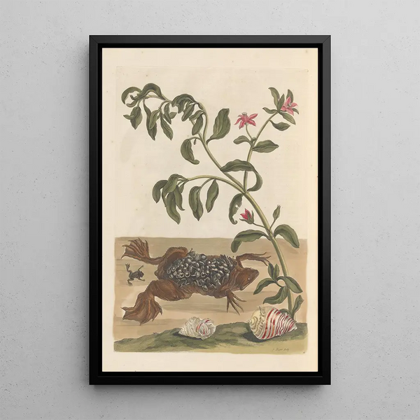 Disertación sobre la generación y las transformaciones de los insectos de Surinam Pl13 - Maria Sibylla Merian — cuadro enmarcado en la pared