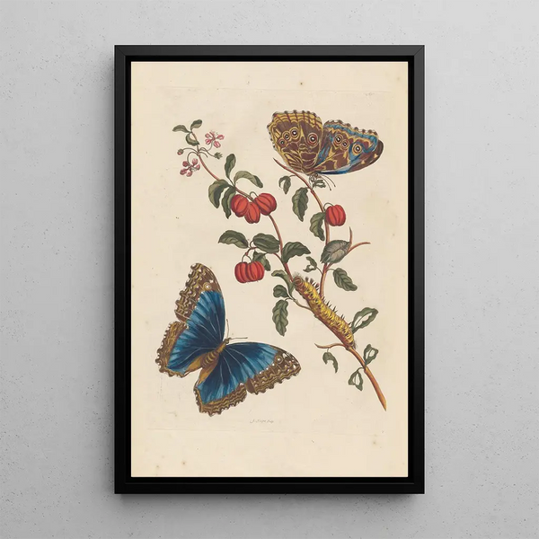 Disertación sobre la generación y las transformaciones de los insectos de Surinam Pl18 - Maria Sibylla Merian — cuadro enmarcado en la pared