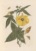 Dissertation on the generation and transformations of insects from Suriname Pl20 - Maria Sibylla Merian — artwork view
