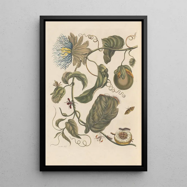 Disertación sobre la generación y las transformaciones de los insectos de Surinam Pl23 - Maria Sibylla Merian — cuadro enmarcado en la pared