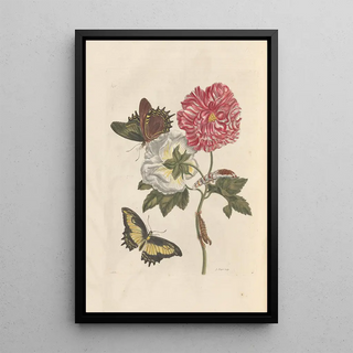 Maria Sibylla Merian - Dissertation sur la generation et les transformations des insectes de Surinam Pl25.webp